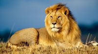 African Lion King165953969 200x110 - African Lion King - Predator, Lion, King, African